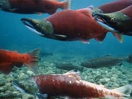 Жизнь и смерть лососевых рыб на окраинах нашей родины