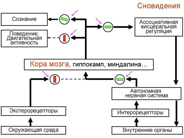 Основной парадокс состояния сна и его экспериментальное разрешение